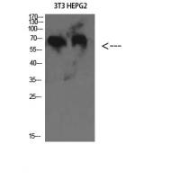 C8 β Polyclonal Antibody