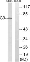 C9 Polyclonal Antibody
