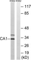CA I Polyclonal Antibody