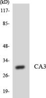 CA III Polyclonal Antibody