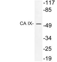 CA IX Polyclonal Antibody