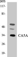 CA VA Polyclonal Antibody