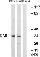 CA VI Polyclonal Antibody