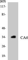 CA VI Polyclonal Antibody