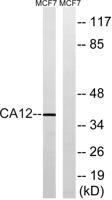 CA XII Polyclonal Antibody