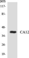 CA XII Polyclonal Antibody