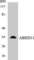 ABHD11 Polyclonal Antibody