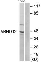 ABHD12 Polyclonal Antibody