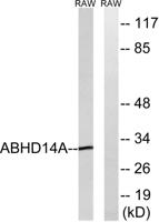 ABHD14A Polyclonal Antibody