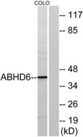 ABHD6 Polyclonal Antibody