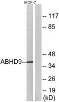 ABHD9 Polyclonal Antibody