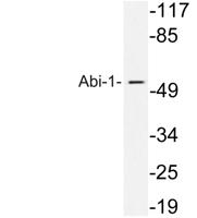 Abi-1 Polyclonal Antibody