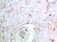Abin-2 Polyclonal Antibody
