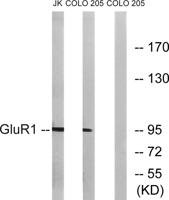 GluR-1 Polyclonal Antibody