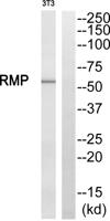 RMP Polyclonal Antibody
