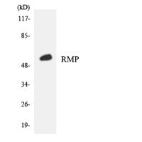 RMP Polyclonal Antibody