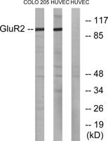 GluR-2 Polyclonal Antibody
