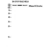 RNase III Drosha Polyclonal Antibody