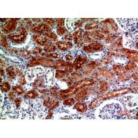RNase III Drosha Polyclonal Antibody