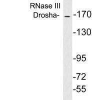 RNase III Drosha Polyclonal Antibody