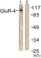 GluR4 Polyclonal Antibody