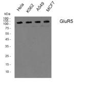 GluR-5 Polyclonal Antibody