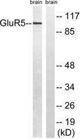 GluR-5 Polyclonal Antibody