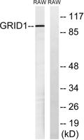 GluR-δ1 Polyclonal Antibody