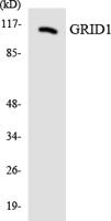 GluR-δ1 Polyclonal Antibody