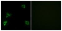 GluR-δ2 Polyclonal Antibody
