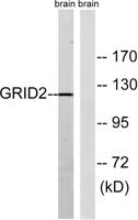 GluR-δ2 Polyclonal Antibody