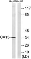 CA XIII Polyclonal Antibody