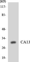 CA XIII Polyclonal Antibody