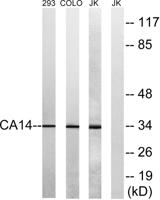 CA XIV Polyclonal Antibody