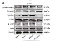c-Abl Polyclonal Antibody