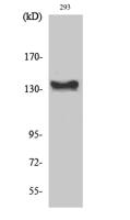 c-Abl Polyclonal Antibody
