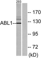 c-Abl Polyclonal Antibody