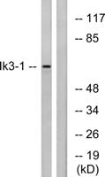Cables1 Polyclonal Antibody