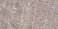 Cables1 Polyclonal Antibody
