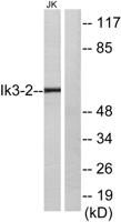 Cables2 Polyclonal Antibody