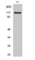 Cacna2d4 Polyclonal Antibody