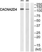 Cacna2d4 Polyclonal Antibody