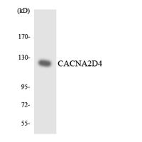 Cacna2d4 Polyclonal Antibody