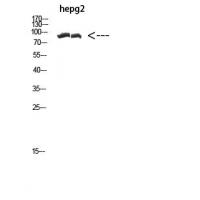 CACTIN Polyclonal Antibody