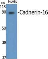 Cadherin-16 Polyclonal Antibody