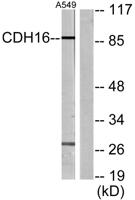 Cadherin-16 Polyclonal Antibody