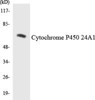 Cadherin-16 Polyclonal Antibody