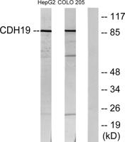 Cadherin-19 Polyclonal Antibody