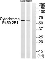 Cadherin-20 Polyclonal Antibody