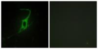 Cadherin-20 Polyclonal Antibody